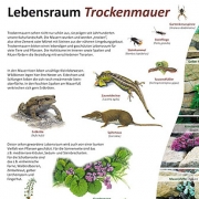 scholen - Lebensraum Trockenmauer_90x120.indd