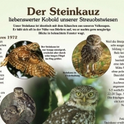 Ochsenfurt Steinkauz