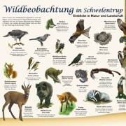 wildbeobachtung.v1
