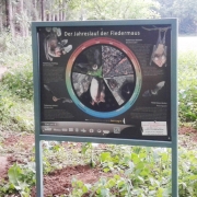 Jahreslauf der Fledermaus