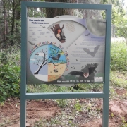 Was macht die Fledermaus im...