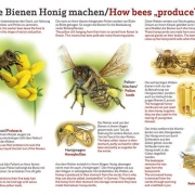 Wie die Bienen Honig machen