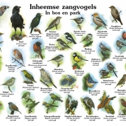 Inheemse zangvogels