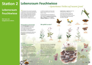 Lebensraum Feuchtwiese"