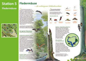Fledermäuse"
