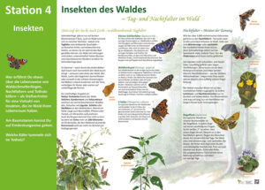 Insekten des Waldes"